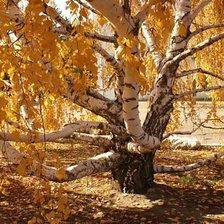 Схема вышивки «Осеннее дерево»
