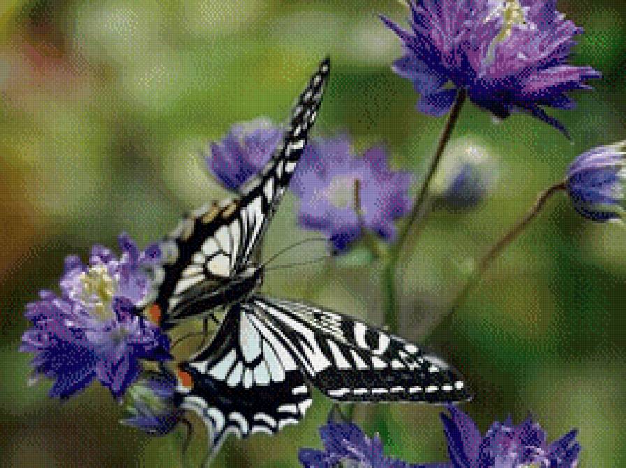 бабочка - бабочки - предпросмотр