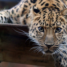 Схема вышивки «тигрёнок»