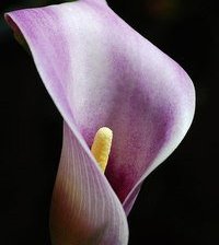 Схема вышивки «Розовая калла»