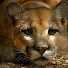 Схема вышивки «пума»