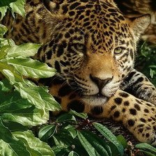 Схема вышивки «Леопард»