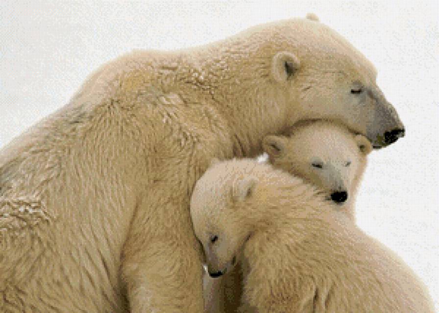 мишки - предпросмотр