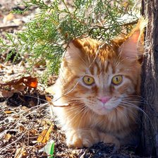 Схема вышивки «котик»