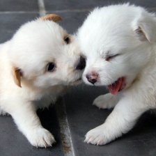 забавные кутята