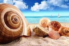 Схема вышивки «ракушки»