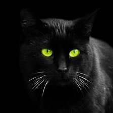 Кошка черная