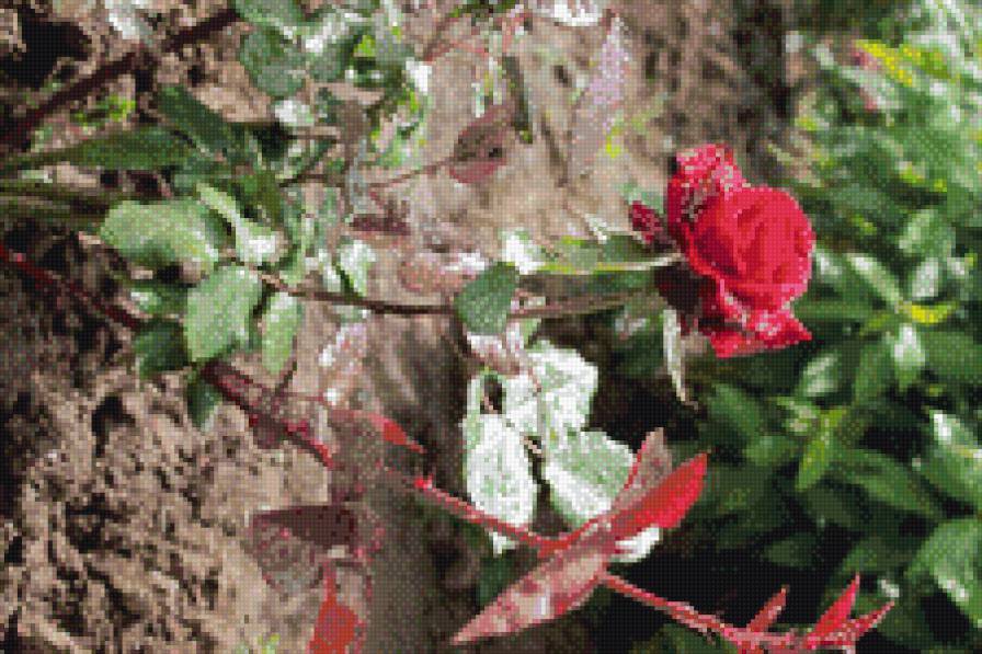 роза в саду! - роза, сад, цветы - предпросмотр