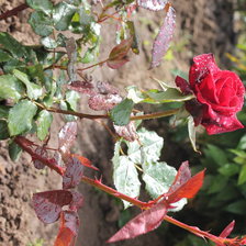 Схема вышивки «роза в саду!»