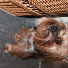 Схема вышивки «Милая Боня»