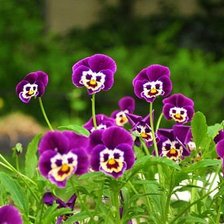 Схема вышивки «Анютины глазки»