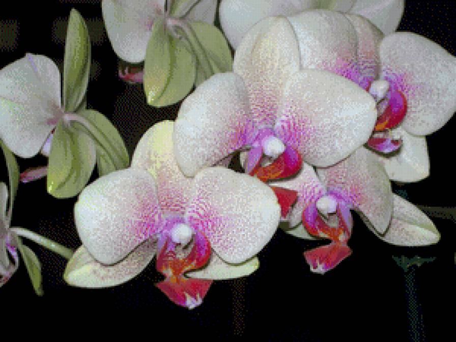 орхидеи - предпросмотр