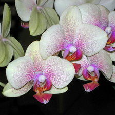 Схема вышивки «орхидеи»