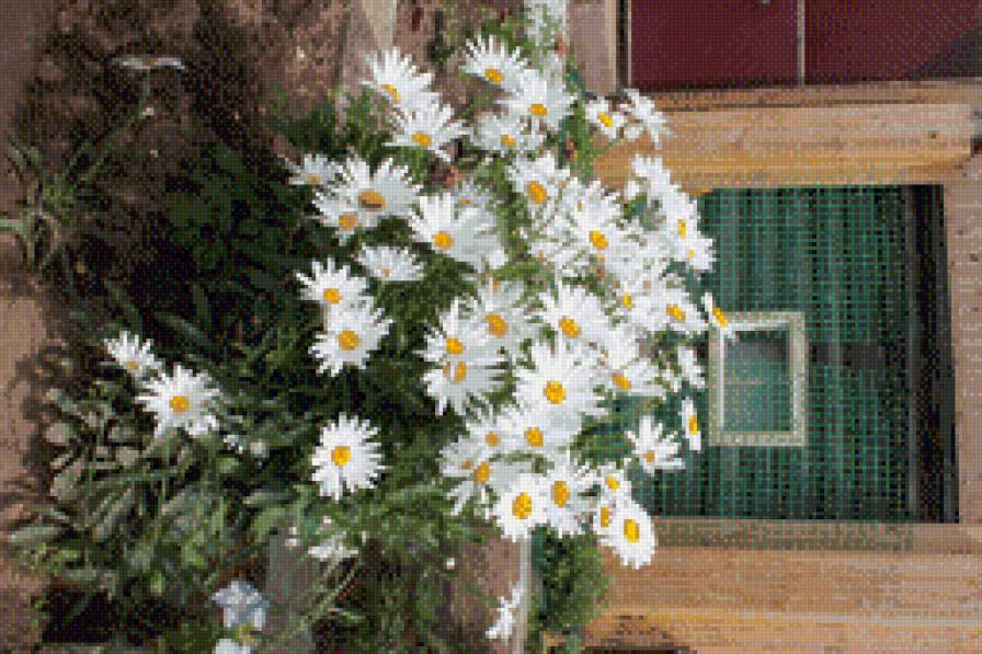 Ромашки ! - цветы.ромашки.дача. - предпросмотр