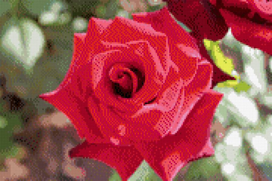 Алая роза - цветы, сад, роза - предпросмотр