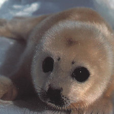 Схема вышивки «Маленький тюлень»