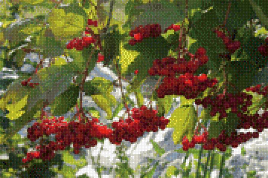 Ягоды - ягоды, сад, дача - предпросмотр