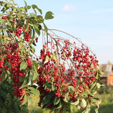 Схема вышивки «Красная черёмуха !»