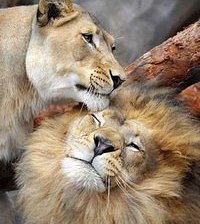 Схема вышивки «львы»