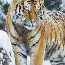 Схема вышивки «тигр»