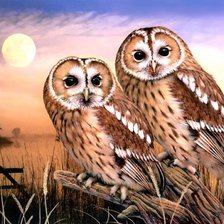 Схема вышивки «совы»