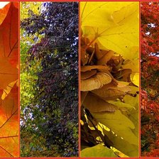 Схема вышивки «золотая осень»