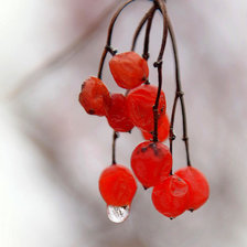 Схема вышивки «калина»