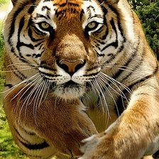 Схема вышивки «Прыжок тигра.»