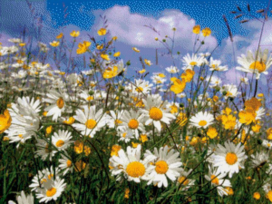 Ромашковое поле. - поле, радость, ромашки, лето - предпросмотр