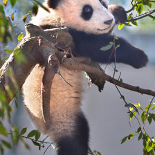 Схема вышивки «Панда. Непосредственность.»
