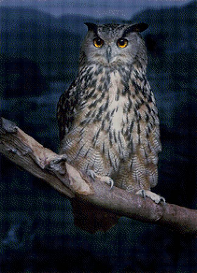 Ночная сова. Интерьер. - сова, интерьер, ночь, мощь - предпросмотр