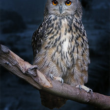 Схема вышивки «Ночная сова. Интерьер.»