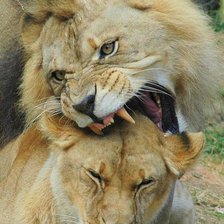 Схема вышивки «львы»