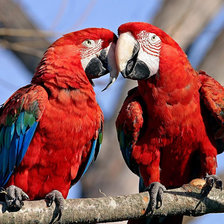 Схема вышивки «попугаи»