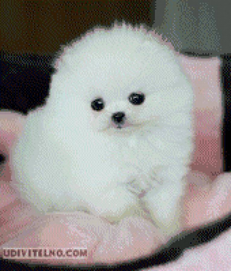 щенок - собачка шпиц пушистик - предпросмотр