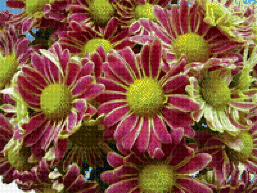 хризантема - хризантема - предпросмотр