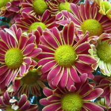 хризантема