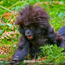 Схема вышивки «обезьяна»