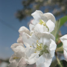Схема вышивки «яблони в цвету»