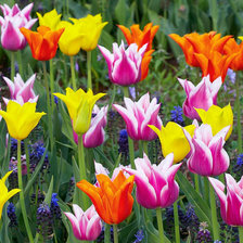 Схема вышивки «Тюльпаны»