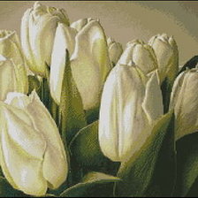 белые тюльпаны