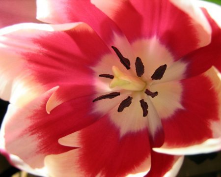 тюльпан - оригинал