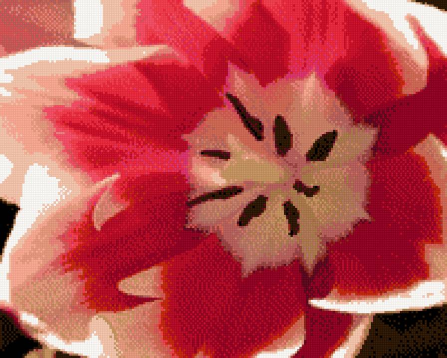 тюльпан - предпросмотр