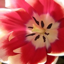 Схема вышивки «тюльпан»