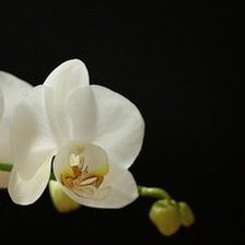 Схема вышивки «триптих орхидея часть3»