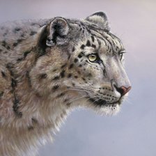 снежный барс