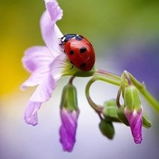 Схема вышивки «Божья коровка»