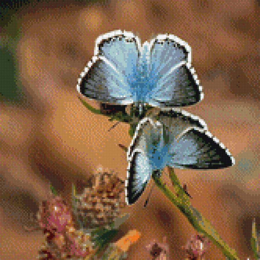 Бабочки - бабочка - предпросмотр