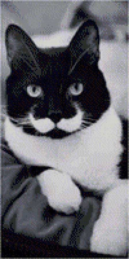 кот - друг, пушистый - предпросмотр