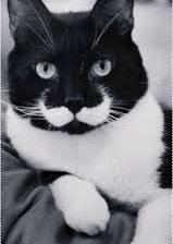 Схема вышивки «кот»